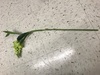 Long green flower