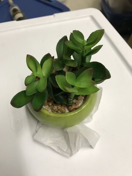 Mini office Plant