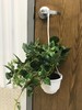 Hanging Plant w/ White Pot 