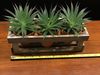3 Small Plants with a Wooden Display