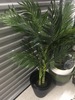 Tall Potted Plant